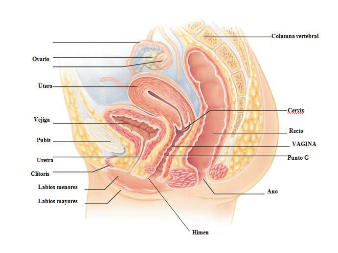 Órganos genitales femeninos, mostrando cada una de sus partes