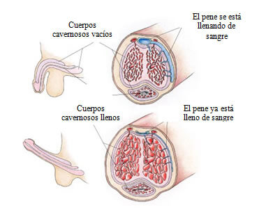 Se muestra en la imagen: Los cuerpos cavenosos vacíos, como el pene se está llenando de sangre, los cuerpos cavenosos llenos y cuando el pene ya está lleno de sangre